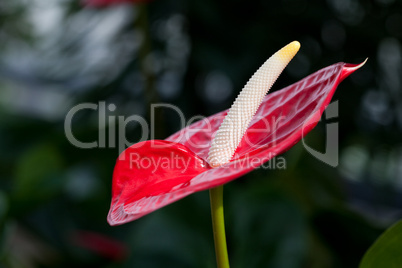 beautiful red flower