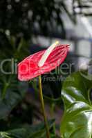 beautiful red flower