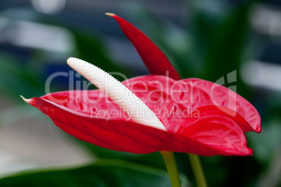 beautiful red flower