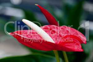 beautiful red flower