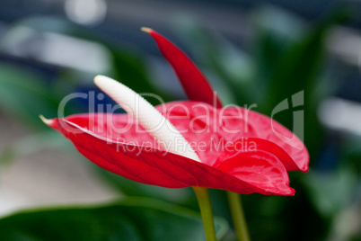 beautiful red flower