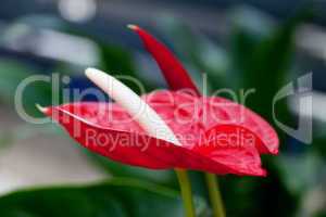 beautiful red flower