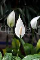 beautiful white flower