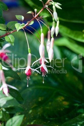 buds of red flowers in the form of bells