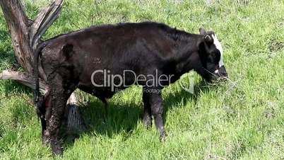 Calf eats grass