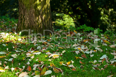 background of green foliage in the park