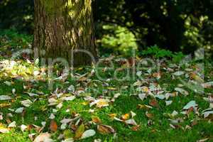 background of green foliage in the park