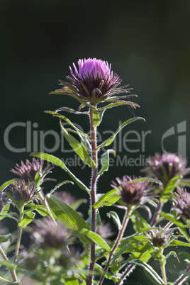 pink flower monarda