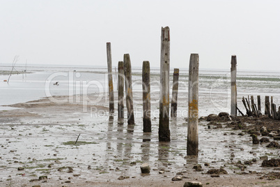 Texel - 2009