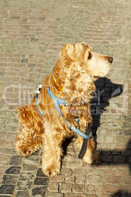 dog waiting for his master