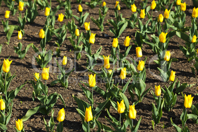field of yellow tulips