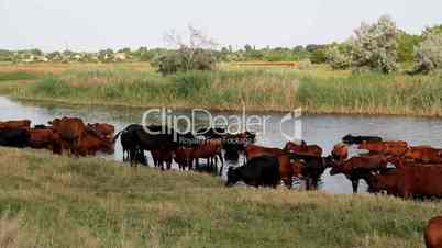 A herd of cows at the watering