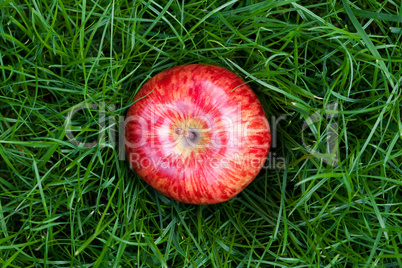 red apple lying on green grass