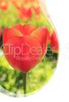 Einladungskarte mit Wellen - Rote Tulpen
