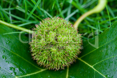 Chestnut with leaf on the grass
