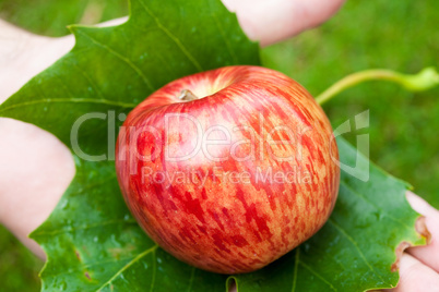 Apple in hand with leaves on the background of grass