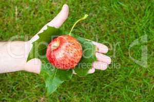Apple in hand with leaves on the background of grass