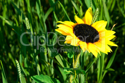 Sunflower in Green field