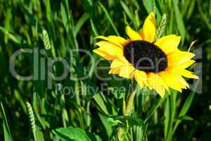 Sunflower in Green field