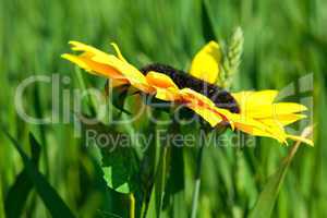 Sunflower in Green field