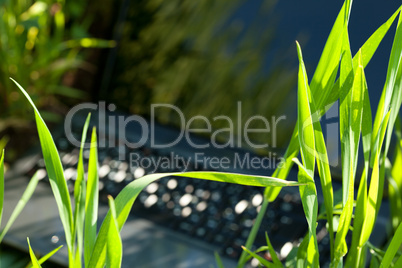 laptop in green grass