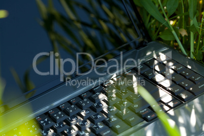 laptop in green grass