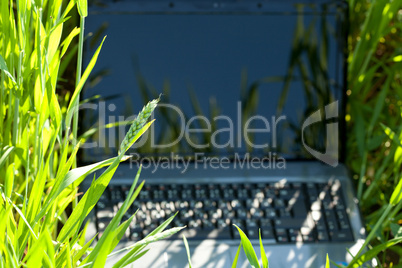 laptop in green grass