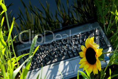 laptop in green grass with a sunflower