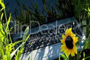 laptop in green grass with a sunflower