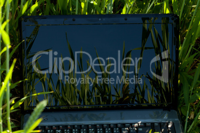 laptop in green grass