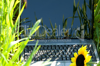 laptop in green grass with a sunflower