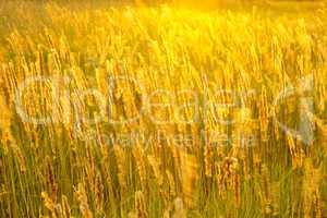 Meadow grass in sunny haze