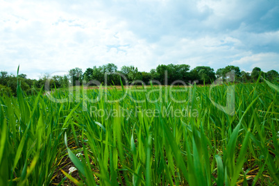 Green Grass and  sky with clouds