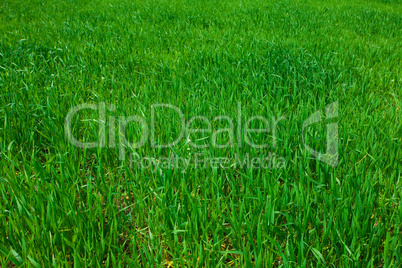 background of green grass