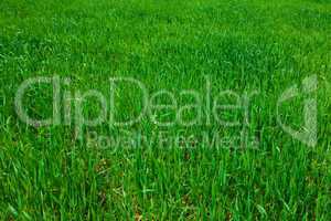 background of green grass