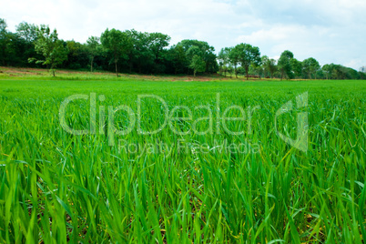 Green Grass and  sky with clouds