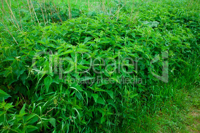 background of green grass