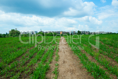 Green Grass and  sky with clouds