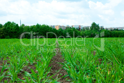 Green Grass and  sky with clouds