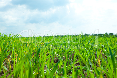 Green Grass and  sky with clouds