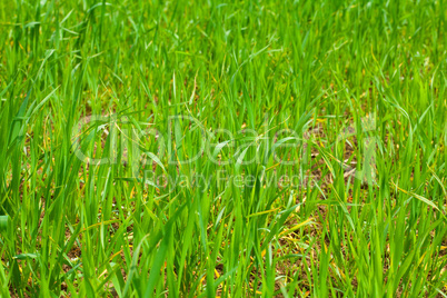 background of green grass