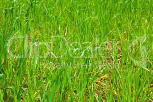 background of green grass