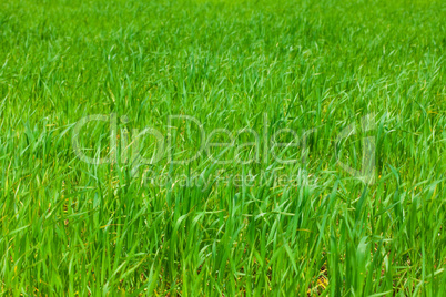 background of green grass