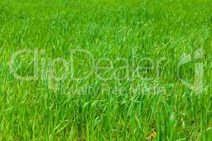 background of green grass