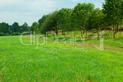 Green Grass and  sky with clouds