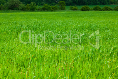 background of green grass