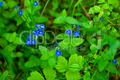 blue flower