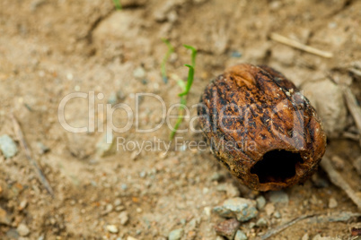 old walnut lying on the ground