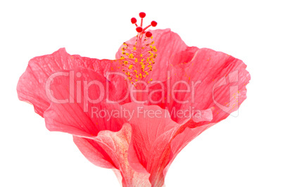 Pink hibiscus blossom detail