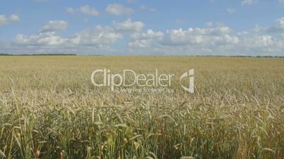 Golden wheat field close-up against idyllic blue sky
